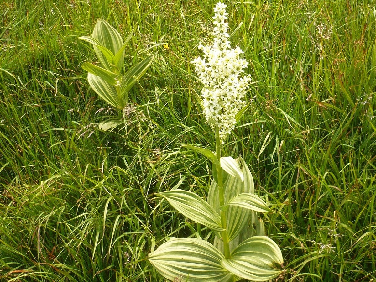 Veratrum album (Melanthiaceae)